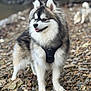 Vaicko a rejoint le concours — aidez-le/la à gagner de superbes lots ! animal, canine, dog, eskimodog, fox, gravel, husky, pebble, pet, puppy, road, rock, rubble, slate, soil, whitedog, wolf