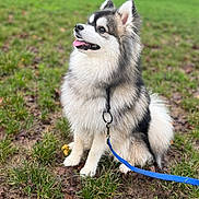 Vaicko a rejoint le concours — aidez-le/la à gagner de superbes lots ! accessories, animal, canine, dog, eskimodog, grass, husky, lawn, leash, pet, plant, puppy, strap