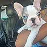 adorable, arm, blue_eyes, car, closeup, companion, cute, dog, ears, french_bulldog, indoor, leather_seat, mammal, person, pet, puppy, resting, seatbelt, vehicle, young_dog