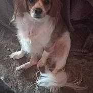 Kinze joined the competition — help win amazing prizes! animal, brown, calm, carpet, companion, cute, dog, domestic_animal, ears, fur, home, indoor, long_hair, looking, mammal, pet, portrait, sitting, tail, white