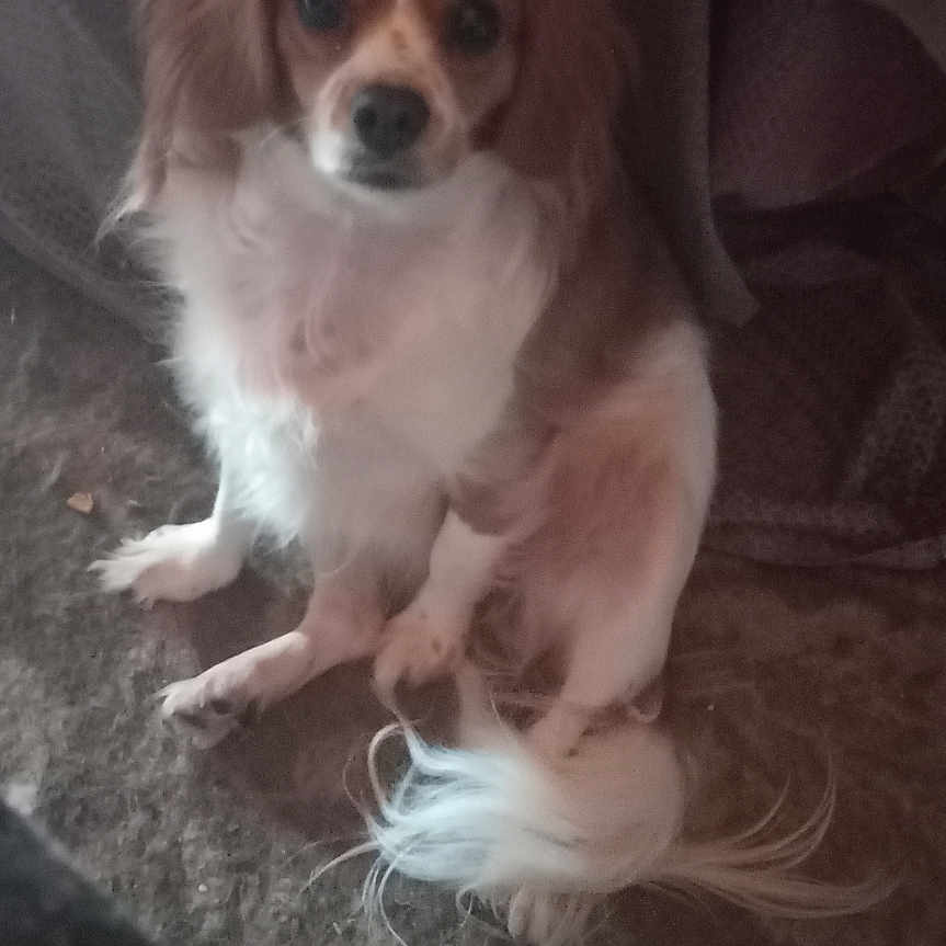 Kinze joined the competition — help win amazing prizes! animal, brown, calm, carpet, companion, cute, dog, domestic_animal, ears, fur, home, indoor, long_hair, looking, mammal, pet, portrait, sitting, tail, white