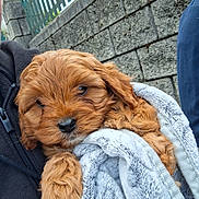 Russell joined the competition — help win amazing prizes! puppy, dog, blanket, fur, cute, outdoor, stone_wall, metal_fence, person, cozy, soft_texture, brown_fur, sleepy, pet, animal, close_up, snuggle, warm, holding, comfort