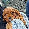 puppy, dog, blanket, fur, cute, outdoor, stone_wall, metal_fence, person, cozy, soft_texture, brown_fur, sleepy, pet, animal, close_up, snuggle, warm, holding, comfort