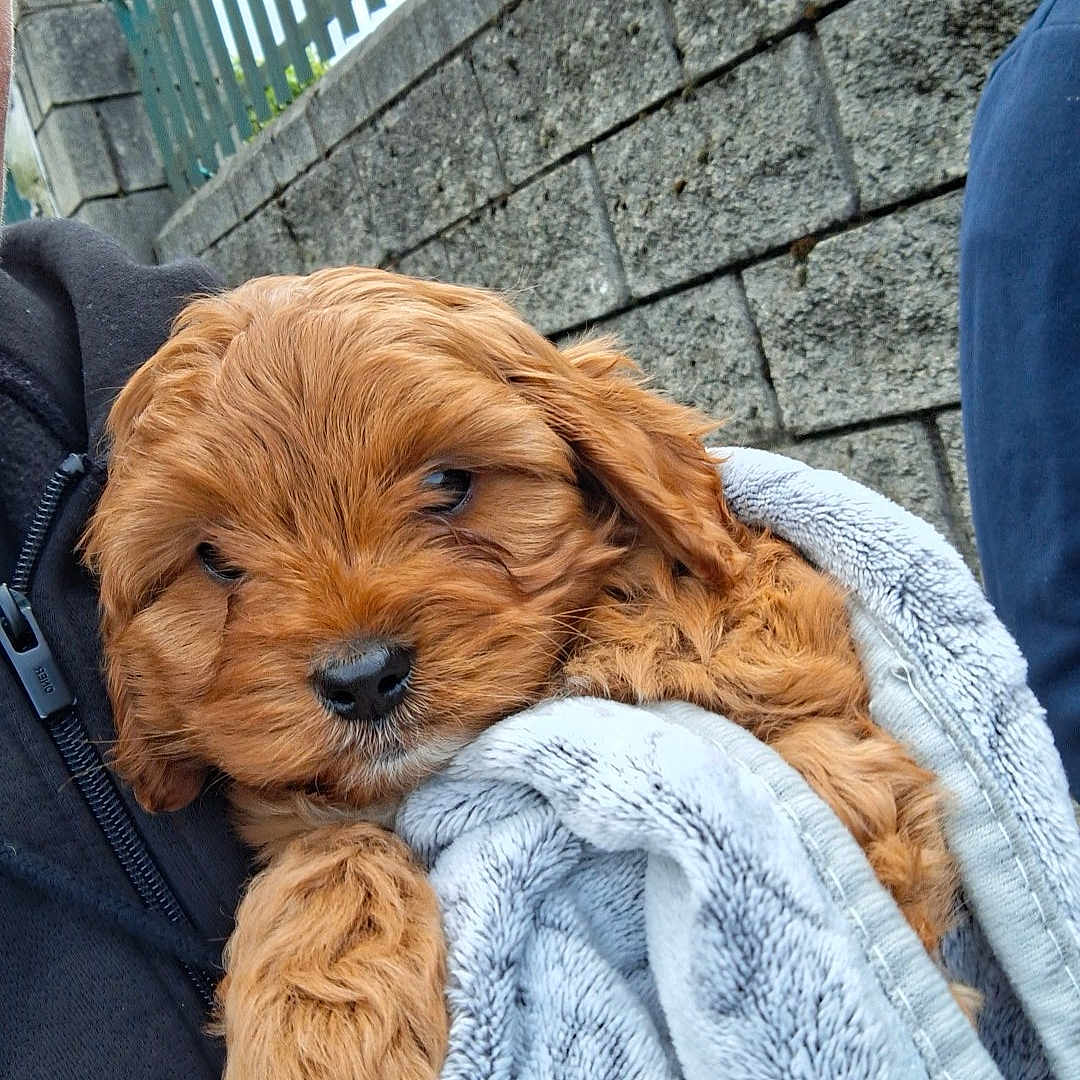 Russell joined the competition — help win amazing prizes! puppy, dog, blanket, fur, cute, outdoor, stone_wall, metal_fence, person, cozy, soft_texture, brown_fur, sleepy, pet, animal, close_up, snuggle, warm, holding, comfort