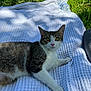animal, blanket, cat, daytime, ears, eyes, fur, grass, laying_down, nature, outdoor, paws, pet, relaxing, resting, sunlight, texture, water_bottle, whiskers, white