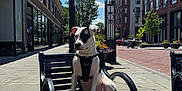 Lulu joined the competition — help win amazing prizes! dog, bench, urban, sidewalk, harness, leash, building, sky, cloud, tree, street, lamp_post, flower_pot, pedestrian, daytime, outdoor, black_and_white, metal_bench, curious, sunny