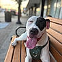 Lulu joined the competition — help win amazing prizes! dog, bench, outdoor, tongue_out, happy, pet, leash, harness, sidewalk, urban, daytime, canine, closeup, relaxed, animal, street, smiling, black_and_white, resting, portrait