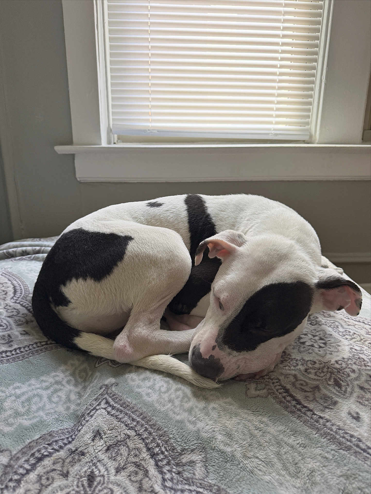 Lulu joined the competition — help win amazing prizes! dog, sleeping, bed, blanket, black_and_white, indoor, curled_up, window, blinds, resting, pets, animal, cozy, fur, nap, quiet, calm, domestic, mammal, companion
