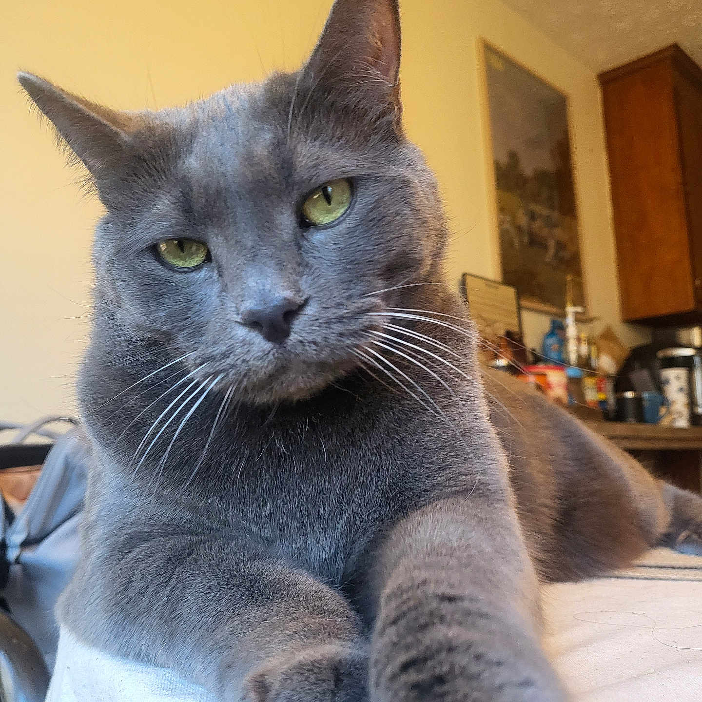 Cardamon joined the competition — help win amazing prizes! abyssinian, accessories, animal, bag, blackcat, cat, closet, cup, cupboard, furniture, handbag, hardwood, indoors, kitten, manx, pet, plywood, shelf, siamese, wood