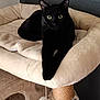 black_cat, cat, cat_tree, closeup, cozy, feline, furniture, green_eyes, indoor, looking_at_camera, paws, pet, pet_bed, plush, portrait, relaxed, resting, scratch_post, toy, whiskers