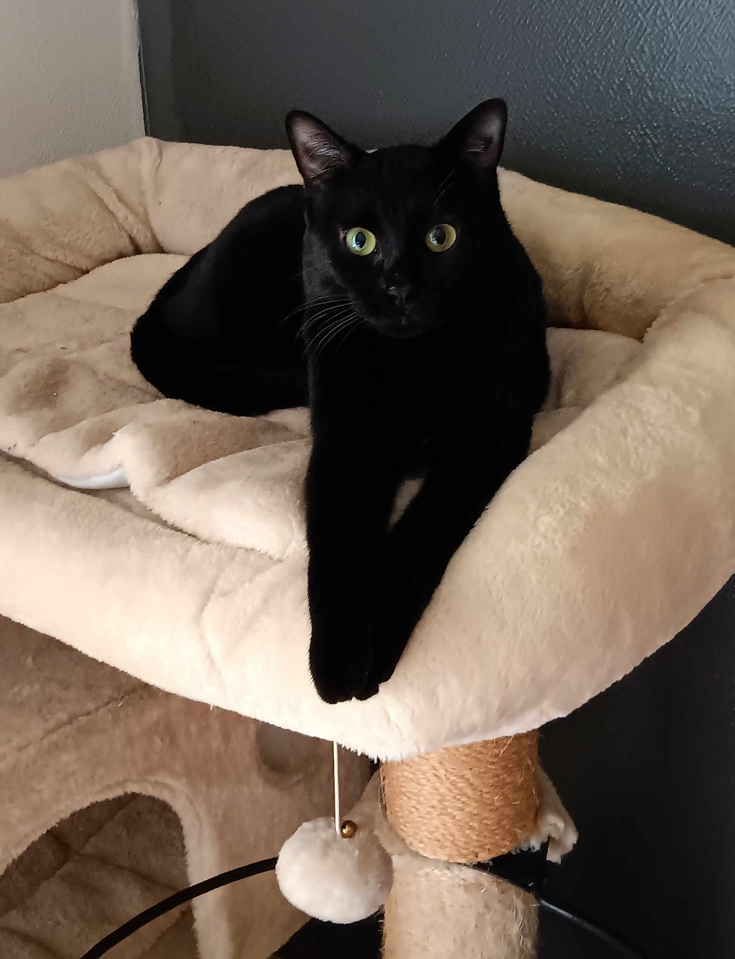Nadal a rejoint le concours — aidez-le/la à gagner de superbes lots ! black_cat, cat, cat_tree, closeup, cozy, feline, furniture, green_eyes, indoor, looking_at_camera, paws, pet, pet_bed, plush, portrait, relaxed, resting, scratch_post, toy, whiskers