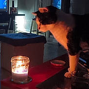 Zizou a rejoint le concours — aidez-le/la à gagner de superbes lots ! candle, candlelight, cat, cozy, curious, flame, furniture, glass, glow, indoor, jar, living_room, night, ottoman, paw, pet, shadow, stool, table, television