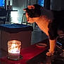 candle, candlelight, cat, cozy, curious, flame, furniture, glass, glow, indoor, jar, living_room, night, ottoman, paw, pet, shadow, stool, table, television