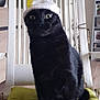 animal, black_cat, cat, chair, close_up, cozy, curious, cushion, cute, domestic, feather, furniture, green_eyes, hat, indoor, pet, portrait, sitting, whiskers, yellow_pom_pom