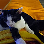 Zizou Nadal a rejoint le concours — aidez-le/la à gagner de superbes lots ! animal, black_and_white_cat, black_cat, blanket, cat, companion, cozy, domestic_animal, feline, floor, fur, indoor, paw, pets, relaxed, resting, sleeping, stretching, whiskers, yellow_blanket