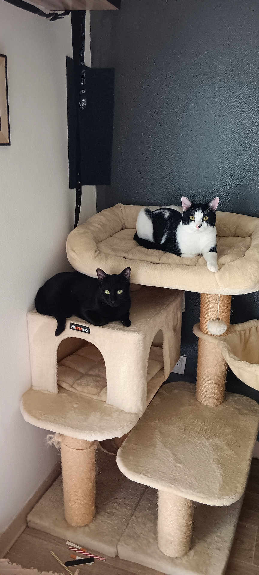 Zizou Nadal a rejoint le concours — aidez-le/la à gagner de superbes lots ! cat, black_cat, black_and_white_cat, cat_tree, indoor, pet, feline, resting, looking, curious, cozy, furniture, wall, home, animal, domestic, cute, two_cats, relaxed, floor