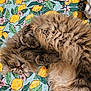Phoebe joined the competition — help win amazing prizes! cat, tabby, fluffy, lying_down, quilt, lemon_pattern, flowers, green_leaves, blanket, cozy, pet, fur, whiskers, relaxed, indoor, animal, cute, home, resting, soft
