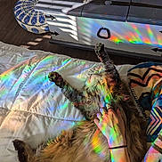 Phoebe joined the competition — help win amazing prizes! cat, pet, fluffy, bed, comforter, hand, rainbow_light, indoor, furniture, pouf, chest, wood_floor, relaxing, cozy, colorful, animal, fur, domestic, resting, sunlight