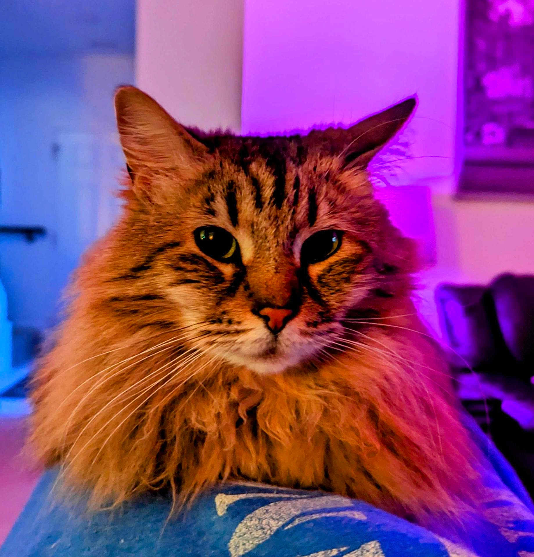 Phoebe is registered to the contest to win money with this photo: cat, fluffy, pet, indoor, closeup, feline, animal, portrait, whiskers, ears, fur, relaxing, home, purple_light, orange_tone, couch, background_blur, domestic, cute, face