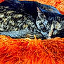 cat, sleeping, orange_blanket, fluffy, cozy, pet, fur, tabby_cat, resting, domestic_cat, animal, closeup, indoor, cute, calm, relaxation, whiskers, tail, soft, comfort