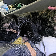 Hope is registered to the contest to win money with this photo: cat, tortoiseshell_cat, sleeping, resting, indoor, person, hand, clothing, blanket, couch, whiskers, fur, closeup, relaxation, domestic_animal, comfort, pet, home, casual, cozy