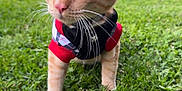 Dorito is registered to the contest to win money with this photo: animal, cat, closeup, clothing, collar, colorful, curious, cute, daylight, grass, hat, leash, mammal, nature, orange_tabby, outdoor, park, pet, whiskers, young_cat