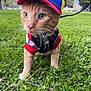 animal, cat, closeup, clothing, collar, colorful, curious, cute, daylight, grass, hat, leash, mammal, nature, orange_tabby, outdoor, park, pet, whiskers, young_cat