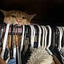 Dorito joined the competition — help win amazing prizes! black_hanger, cat, closet, clothes, cozy, curious, eyes, feline, fur, hanger, hidden, indoor, orange_cat, peeking, pet, pink_nose, shelter, whiskers, white_hanger, wooden_rod