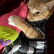 Dorito is registered to the contest to win money with this photo: animal, black_and_white_jacket, cat, close_up, comfort, cozy, cuddling, cute, fur, indoor, orange_tabby, paw, pet, plush_toy, relaxed, resting, sleepy, snuggling, soft_texture, whiskers