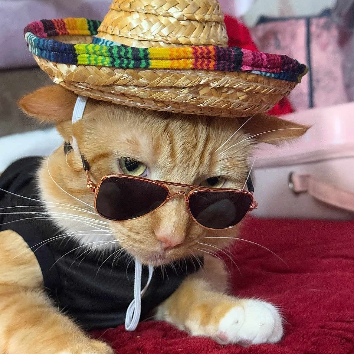 Dorito
