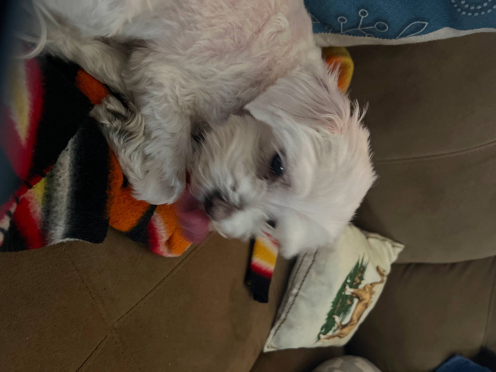 Emily is registered to the contest to win money with this photo: bichon, canidae, carnivore, companion_dog, couch, dog, dog_breed, dog_clothes, dog_supply, fawn, felidae, fur, paw, pet_supply, small_terrier, sporting_group, terrier, toy_dog, whiskers, working_animal