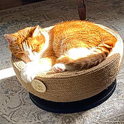 Frankie is registered to the contest to win money with this photo: carpet, cat, cat_bed, cozy, cute, domestic_cat, fur, furniture_leg, home, indoor, orange_cat, paw, pet, relaxing, resting, rug, sleeping, sunlight, whiskers, woven_bed