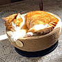 carpet, cat, cat_bed, cozy, cute, domestic_cat, fur, furniture_leg, home, indoor, orange_cat, paw, pet, relaxing, resting, rug, sleeping, sunlight, whiskers, woven_bed
