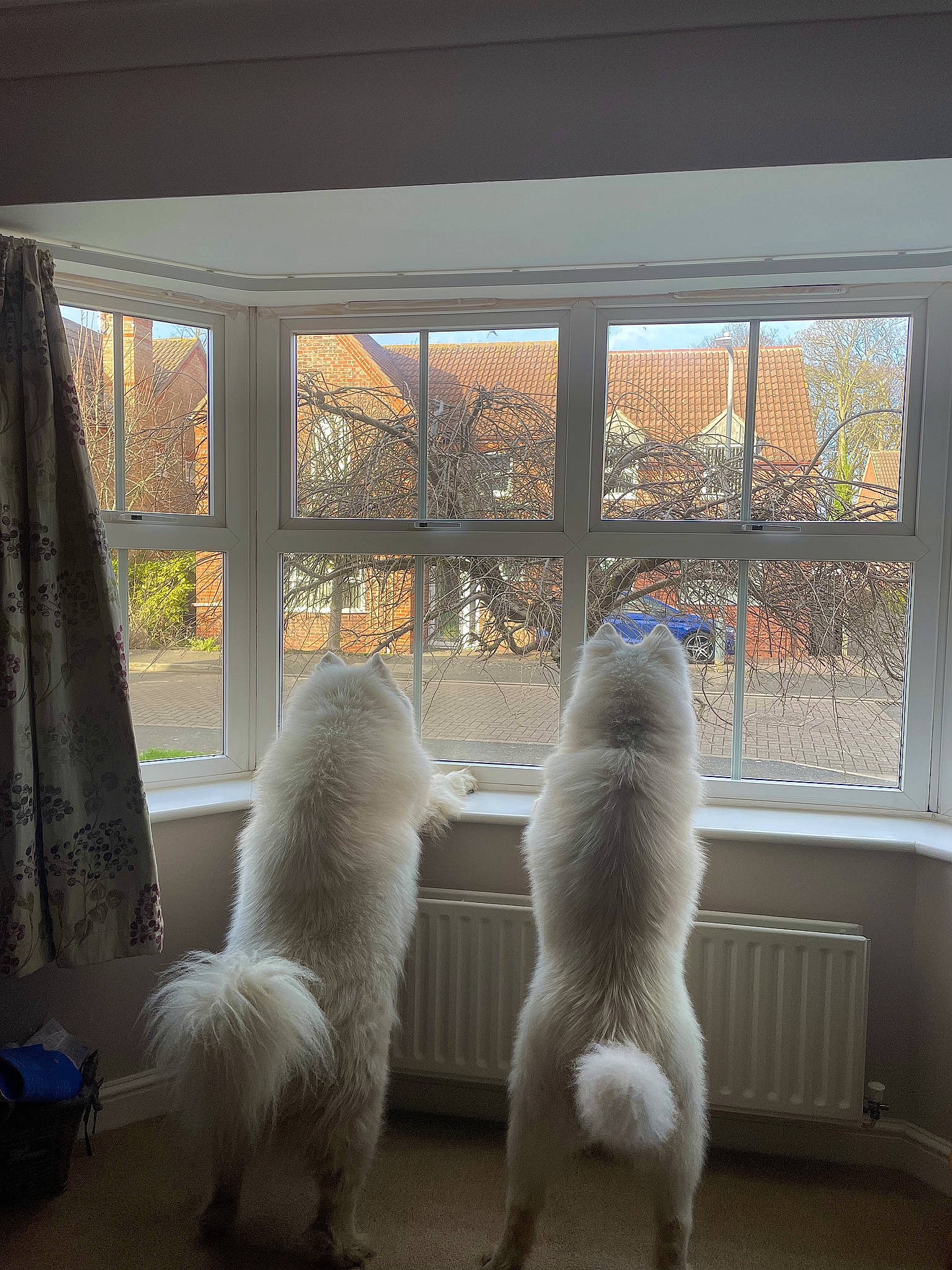 Simba is registered to the contest to win money with this photo: carnivore, companion_dog, curtain, dog_breed, fawn, felidae, floor, flooring, fur, hardwood, mammal, shade, small_to_medium_sized_cats, tail, textile, toy, window, window_blind, window_covering, window_treatment