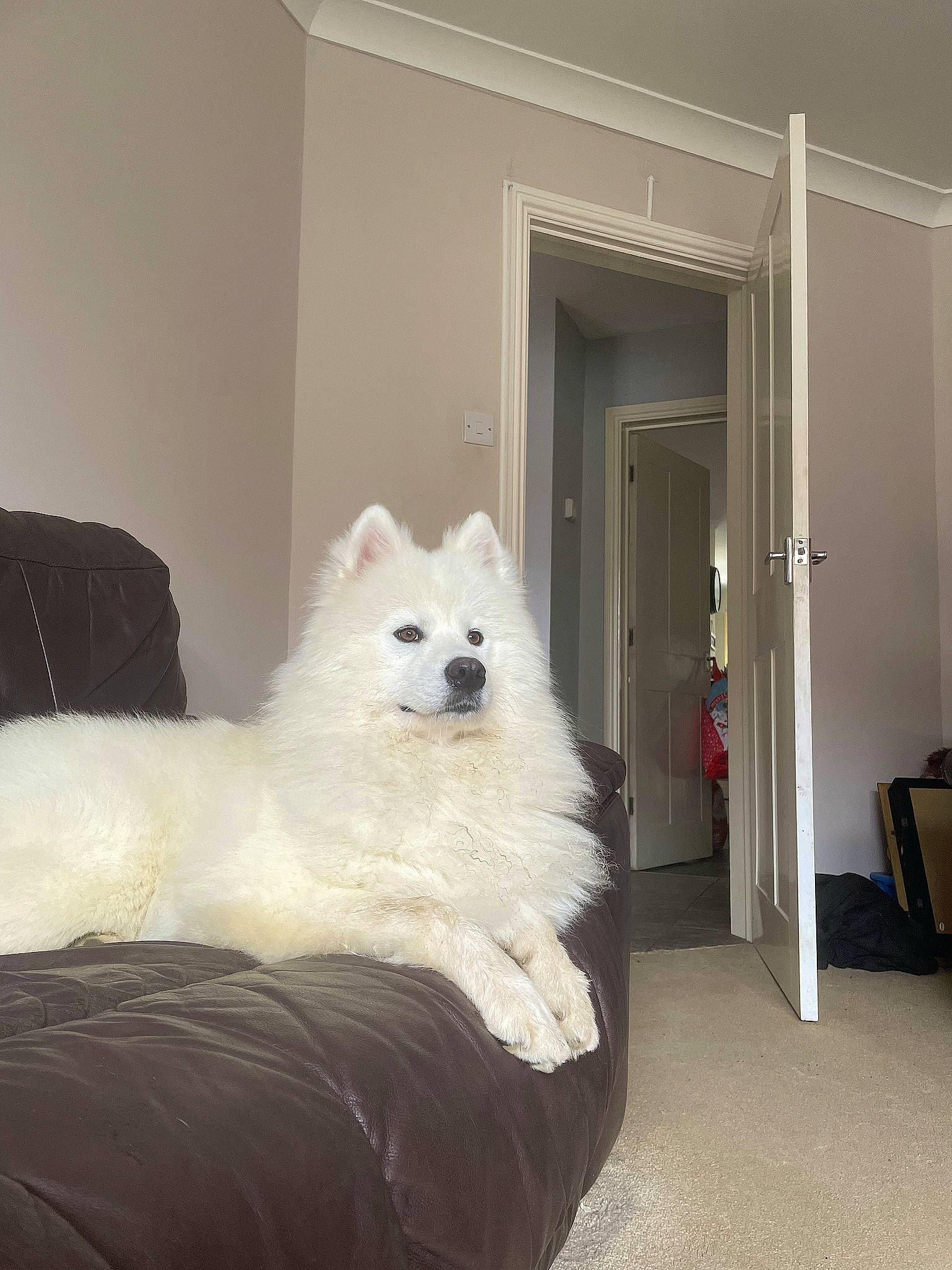 Simba is registered to the contest to win money with this photo: canidae, carnivore, comfort, companion_dog, dog, dog_breed, door, flooring, fur, grey, hardwood, metal, room, shipping_box, spitz, sporting_group, sports_equipment, tail, tire, wood