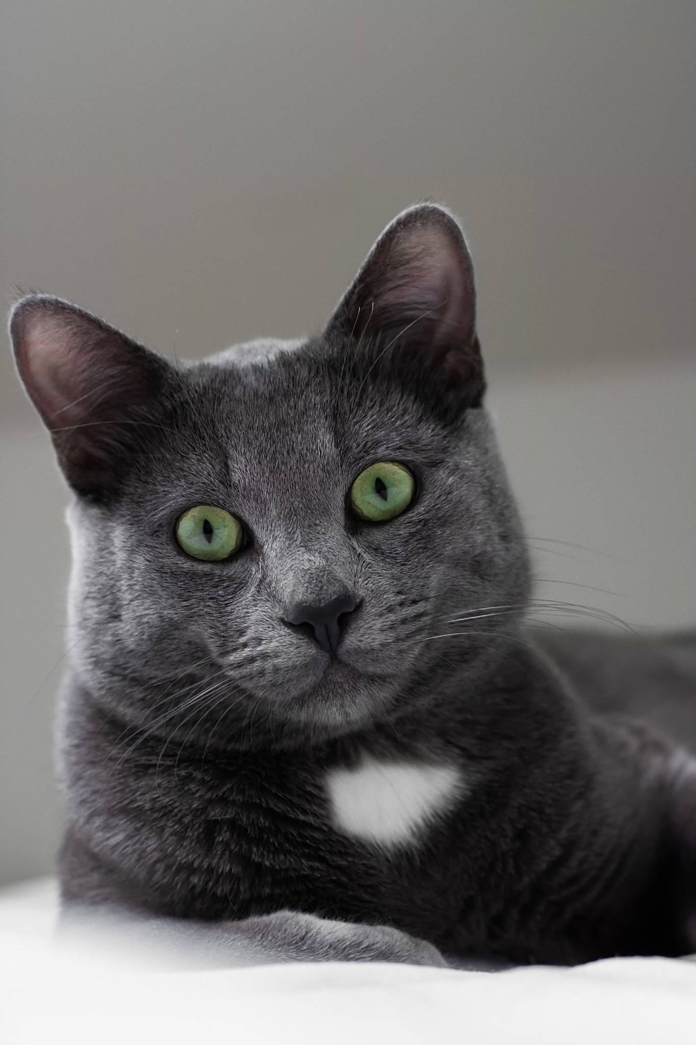 Sully a rejoint le concours — aidez-le/la à gagner de superbes lots ! carnivore, cat, domestic_short_haired_cat, felidae, grey, iris, russian_blue, small_to_medium_sized_cats, snout, whiskers