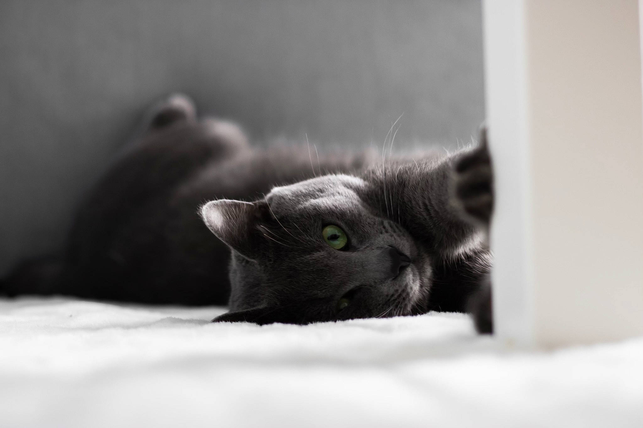 Sully a rejoint le concours — aidez-le/la à gagner de superbes lots ! black_cat, carnivore, cat, claw, close_up, comfort, darkness, domestic_short_haired_cat, eye, felidae, fur, grey, monochrome, monochrome_photography, small_to_medium_sized_cats, snout, still_life_photography, terrestrial_animal, whiskers, wildlife