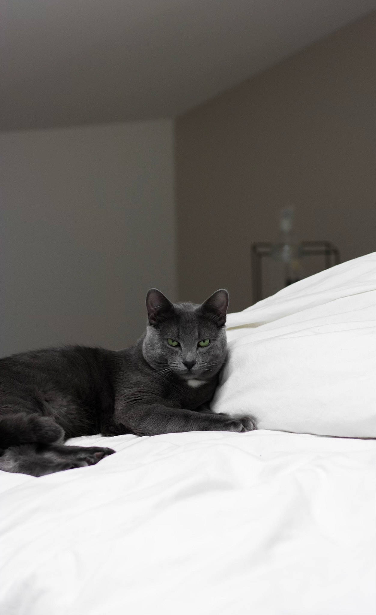 Sully a rejoint le concours — aidez-le/la à gagner de superbes lots ! bed, carnivore, cat, comfort, domestic_short_haired_cat, felidae, fur, grey, linens, russian_blue, sitting, small_to_medium_sized_cats, snout, tail, terrestrial_animal, whiskers, window