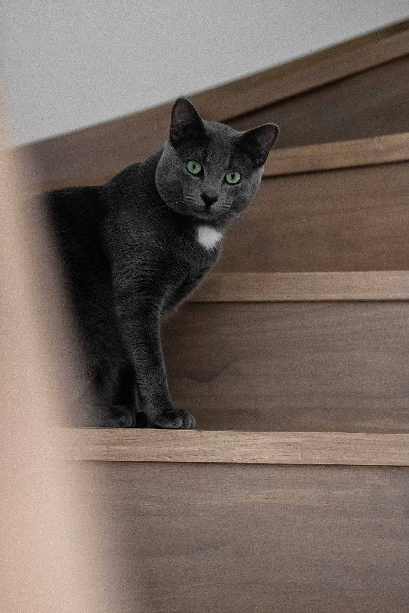 Sully a rejoint le concours — aidez-le/la à gagner de superbes lots ! art, black_cat, carnivore, cat, domestic_short_haired_cat, felidae, fur, grey, hardwood, monochrome_photography, russian_blue, shadow, small_to_medium_sized_cats, snout, tail, terrestrial_animal, whiskers, window, wood