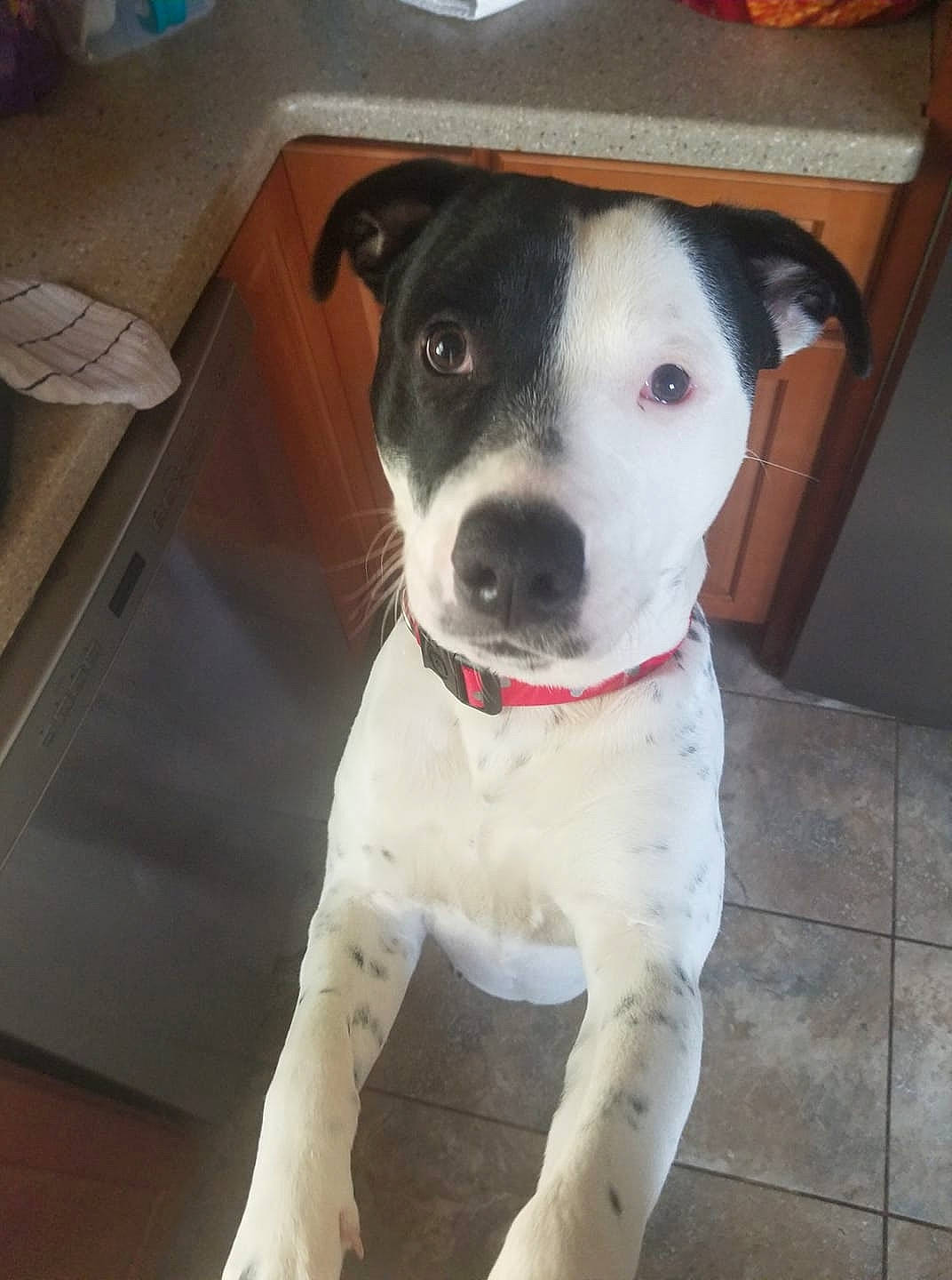 Thor joined the competition — help win amazing prizes! american_pit_bull_terrier, american_staffordshire_terrier, bull_and_terrier, canidae, carnivore, catahoula_bulldog, dog, dog_breed, fawn, mammal, non_sporting_group, old_english_terrier, pit_bull, rare_breed_dog, snout, staffordshire_bull_terrier, terrier, vertebrate