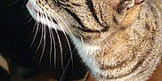 Virus participe au concours pour gagner de l'argent avec cette photo : cat, tabby, indoor, wooden_surface, cables, curious, green_eyes, pet, animal, whiskers, ears, close_up, feline, striped, looking_up, floor, furniture, domestic, household, paws