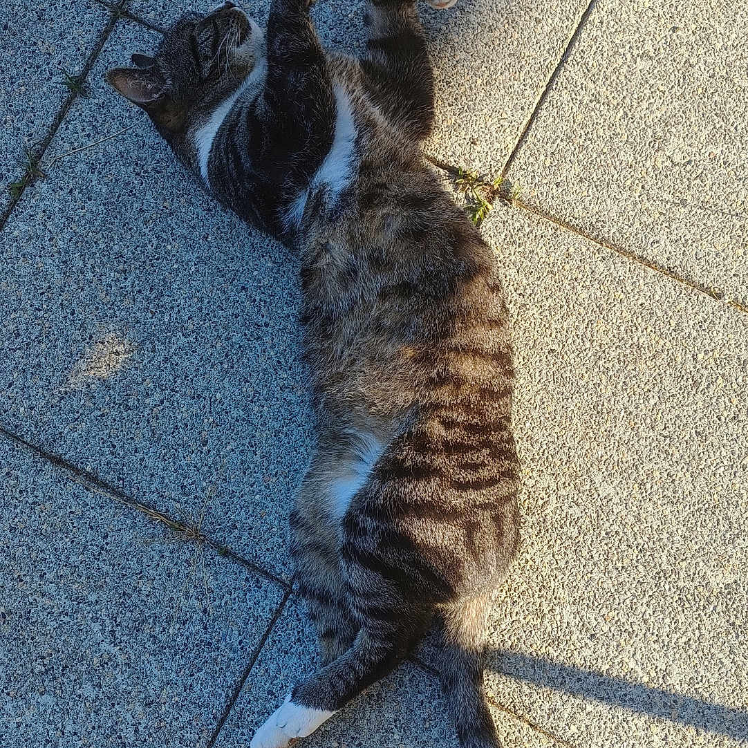 Virus participe au concours pour gagner de l'argent avec cette photo : animal, cat, daylight, feline, fur, mammal, nature, outdoor, pavement, peaceful, pet, quiet, relaxed, resting, shadow, striped, sunlight, tabby, tail, white_paws