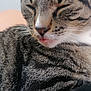 Virus participe au concours pour gagner de l'argent avec cette photo : cat, tabby, close_up, sleepy, tongue_out, whiskers, fur, pet, animal, domestic, mammal, cute, relaxed, indoor, face, ears, striped, soft, resting, feline
