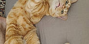 Paprika participe au concours pour gagner de l'argent avec cette photo : bed, cat, cozy, curious, ears, fabric, feline, human_leg, indoor, orange_tabby, paw, pet, playful, relaxed, resting, soft_light, stretching, striped_fur, tail, whiskers
