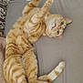 Paprika participe au concours pour gagner de l'argent avec cette photo : cat, orange_tabby, pet, bed, feline, striped_fur, relaxed, indoor, stretching, paw, human_leg, cozy, playful, whiskers, ears, tail, soft_light, fabric, resting, curious