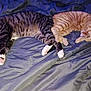 Paprika participe au concours pour gagner de l'argent avec cette photo : cat, tabby, sleeping, bed, pets, animal, feline, cozy, indoor, resting, two_cats, fur, whiskers, paws, companionship, relaxation, cute, domestic, friendship, nap