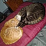 cat, cats, sleeping, curled_up, tabby_cat, orange_cat, striped_cat, pet, feline, cozy, blanket, bedroom, indoor, resting, snuggling, domestic_animal, fur, cute, animal, two_animals