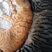 Paprika a rejoint le concours — aidez-le/la à gagner de superbes lots ! cat, orange_tabby, gray_tabby, sleeping, licking, paw, bed, blanket, striped, feline, pet, indoor, cozy, resting, fur, animal, cute, domestic, relaxing, companion