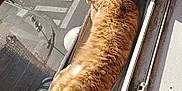 Paprika participe au concours pour gagner de l'argent avec cette photo : cat, orange_tabby, sleeping, window, towel, sunlight, indoor, pet, feline, relaxed, cozy, resting, urban, street, crosswalk, balcony, daylight, fur, animal, sunbathing