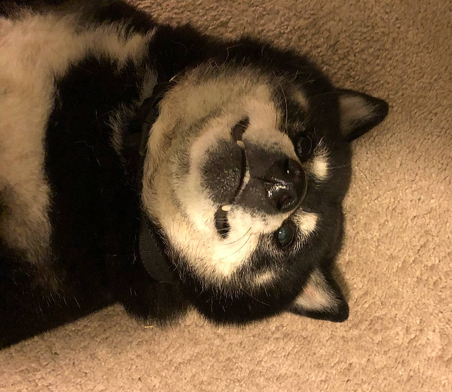 Cocoa is registered to the contest to win money with this photo: carnivore, cat, comfort, dog_breed, eye, fawn, felidae, foot, fur, paw, shadow, small_to_medium_sized_cats, snout, tail, terrestrial_animal, tints_and_shades, whiskers, wildlife, window, wood